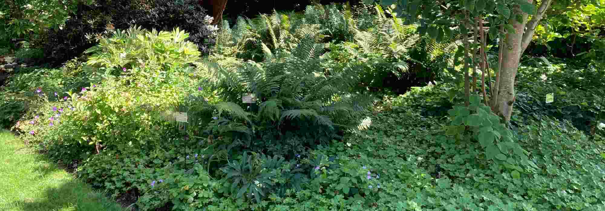 Gardening in dry shade