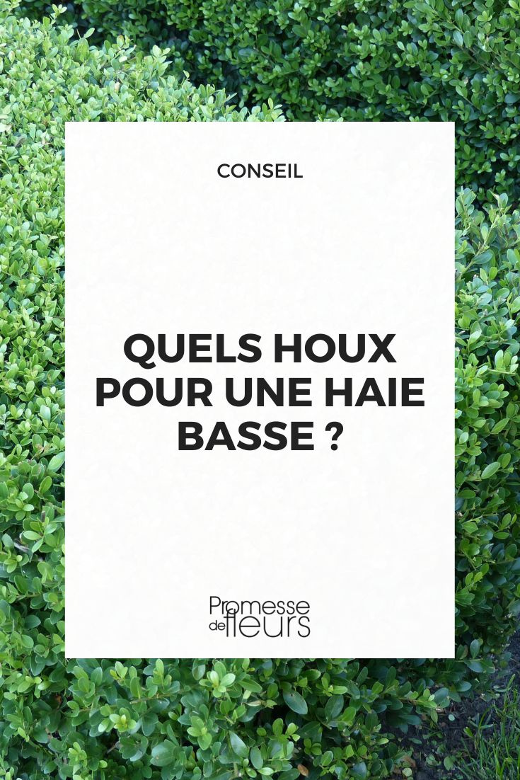 [plantes type="houx" hauteur="basse"]