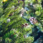 How to replant the Christmas tree in the garden?