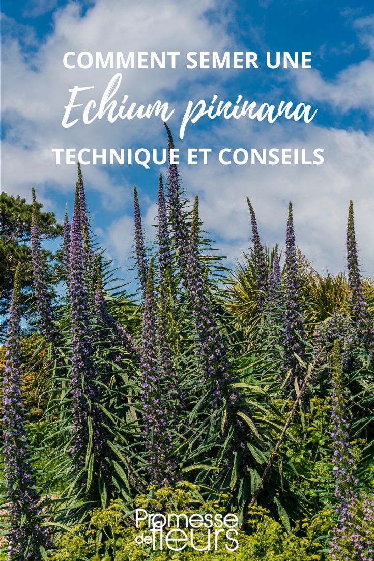 [planting sowing="Echium pininana"]