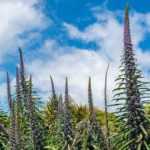 How to sow Echium pininana?