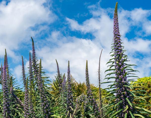 How to sow Echium pininana?