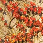 When and how to prune Virginia creeper?