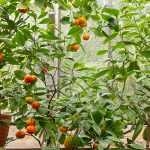 10 plants to protect in winter