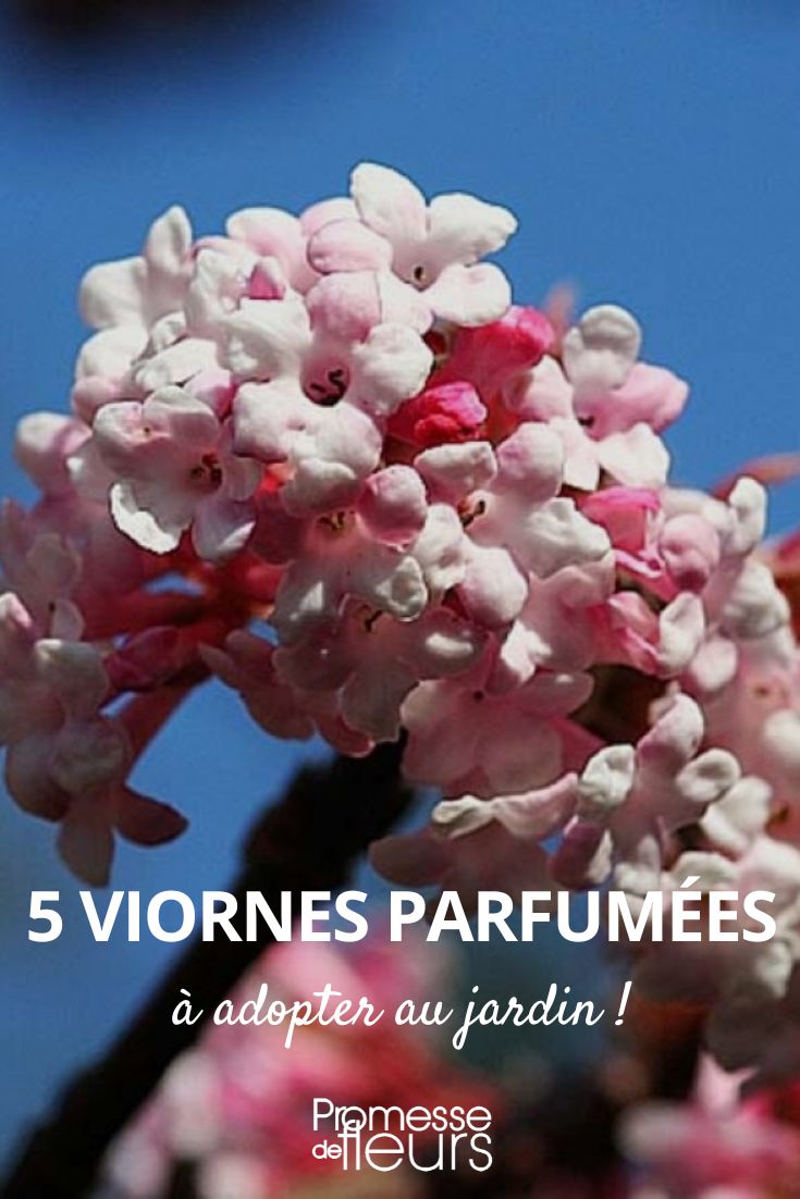 5 fragrant viburnums