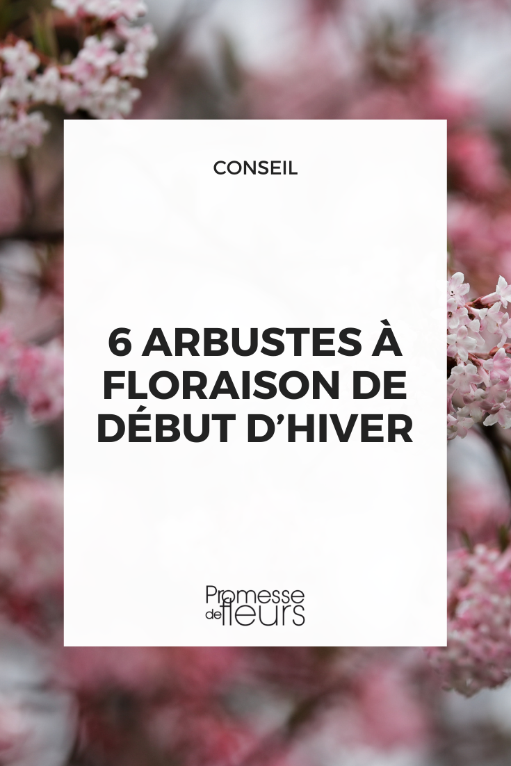 Flowers of Viburnum bodnantense ‘Dawn’