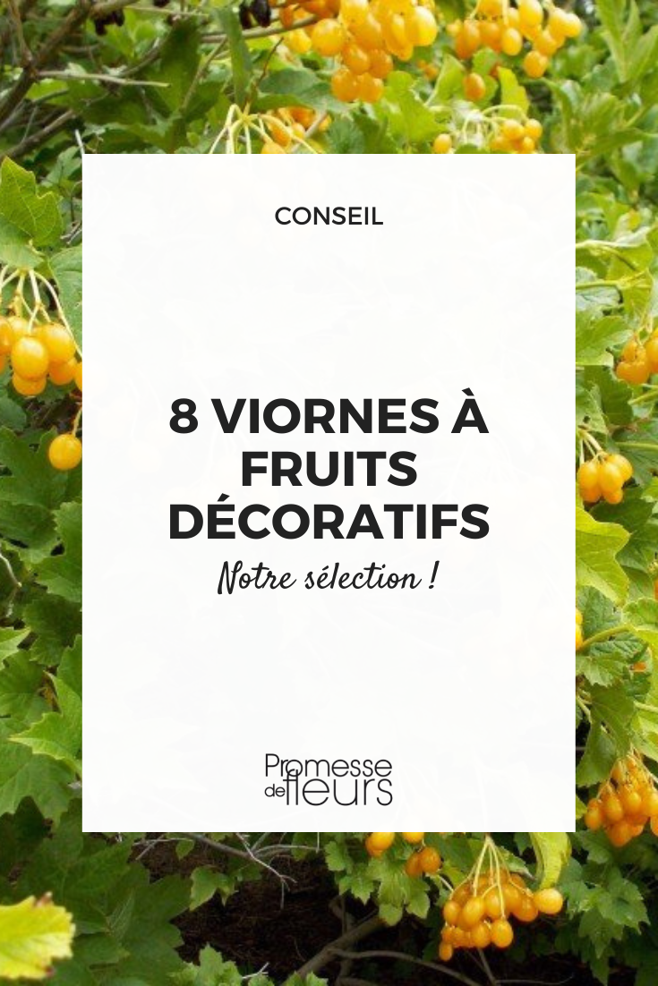 Colourful berries of Viburnum opulus 'Xanthocarpum'