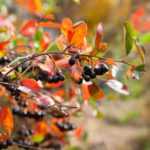 How to propagate Aronia?
