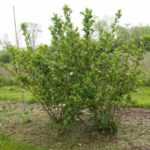 How to prune Aronia?