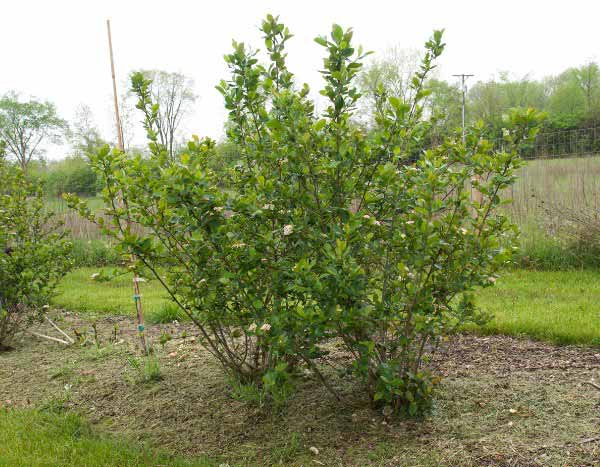 How to prune Aronia?