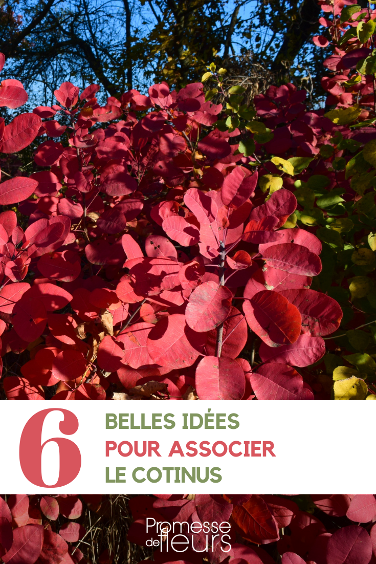 Associations with Cotinus or Smoke Tree in the garden