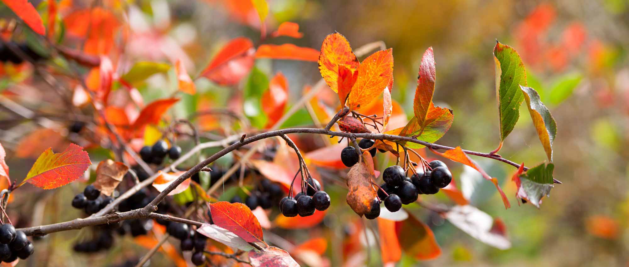 Choosing an Aronia