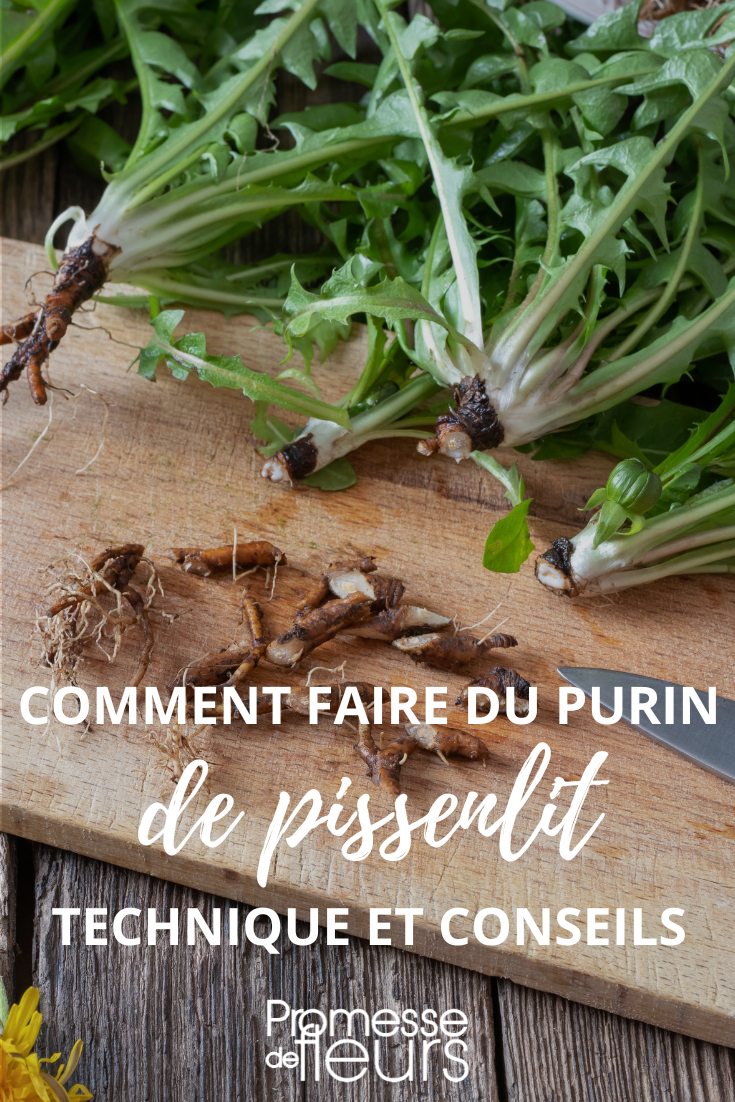 Dandelion Pesto Recipe