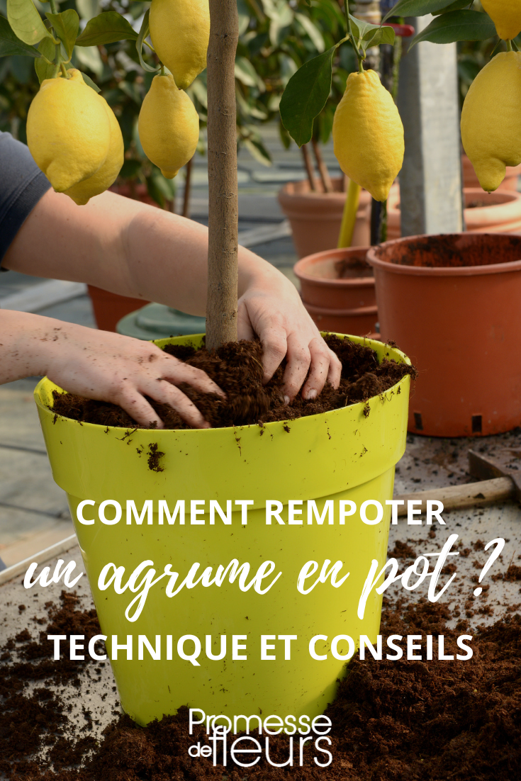 [plant_guide title="Repotting Citrus Plants"]

When it comes to [common_name plant="citrus"] plants, repotting is an essential step to ensure their well-being. Here are a few tips to guide you through the process:

1. **Timing**: The best time to repot your [common_name plant="citrus"] is in spring, just before the growing season begins.

2. **Choosing the Right Pot**: Select a pot that is slightly larger than the current one, with good drainage holes to prevent waterlogging.

3. **Soil Mix**: Use a well-draining potting mix suitable for [common_name plant="citrus"] plants, or create your own mix with equal parts of potting soil, sand, and perlite.

4. **Repotting Process**:
   - Gently remove the plant from its current pot, being careful not to damage the roots.
   - Loosen the roots and remove any dead or rotting ones.
   - Place the plant in the new pot and fill in the gaps with fresh soil mix.
   - Water the plant thoroughly and place it in a sunny spot.

5. **Aftercare**: Keep the plant well-watered but avoid waterlogging. Fertilize with a balanced fertilizer during the growing season.

By following these steps, you can ensure that your [common_name plant="citrus"] plant thrives in its new pot and continues to bear delicious fruits for years to come. Happy gardening! 

[/plant_guide]