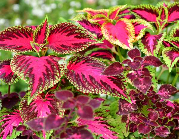 How to sow coleus?