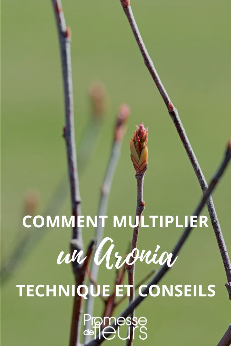 How to Sow and Take Cuttings of Aronia