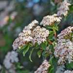 How to prune laurustinus?