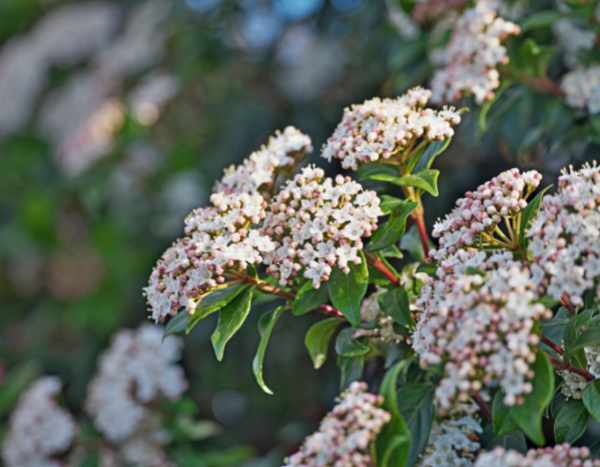 How to prune laurustinus?