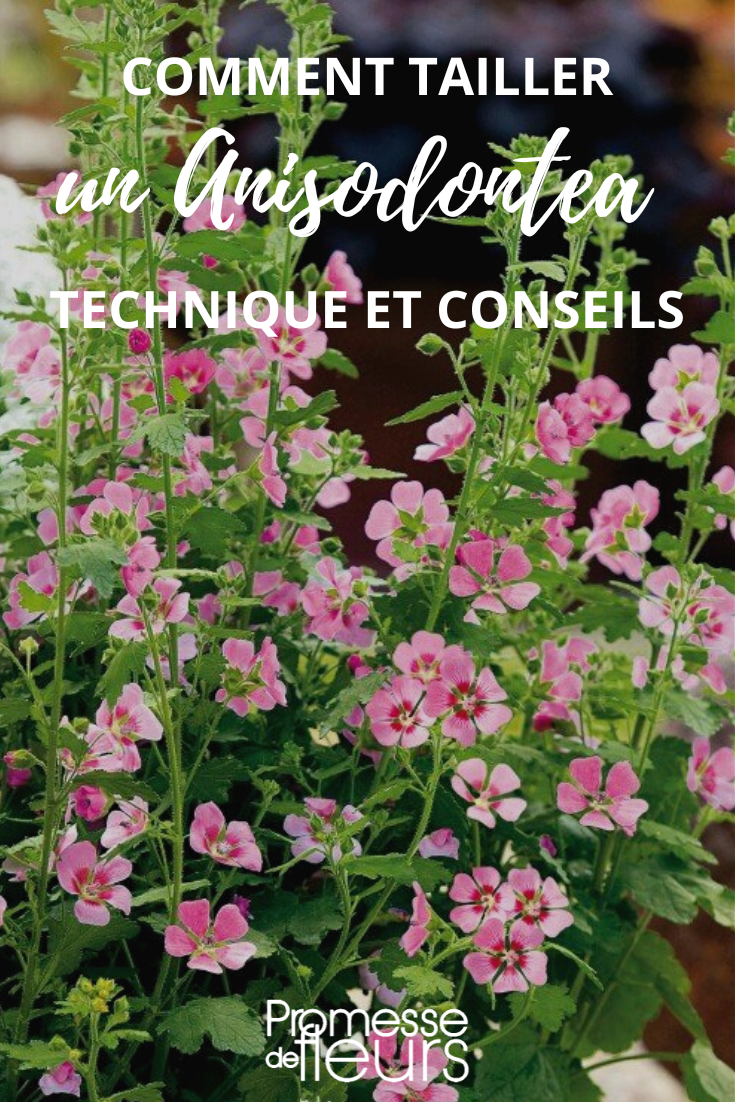 Pruning of Anisodontea, Cape Mallow