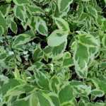 Dogwoods - Cornus: the most beautiful foliage