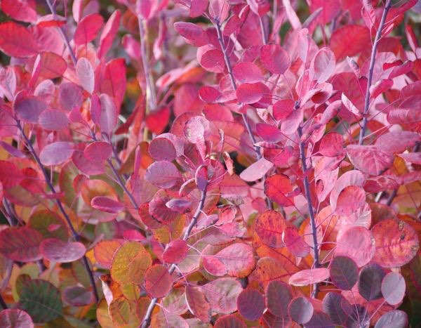 When and how to prune Cotinus?