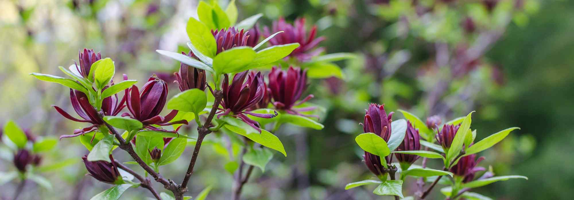 Growing a Calycanthus in a pot