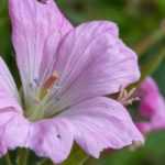 9 hardy geraniums with pink flowers