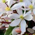 9 climbing plants with early spring flowering