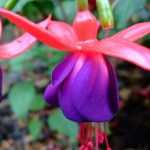 Standard Fuchsia: pruning and care