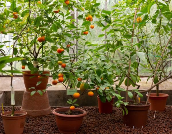 Planting or repotting a citrus: practical guide