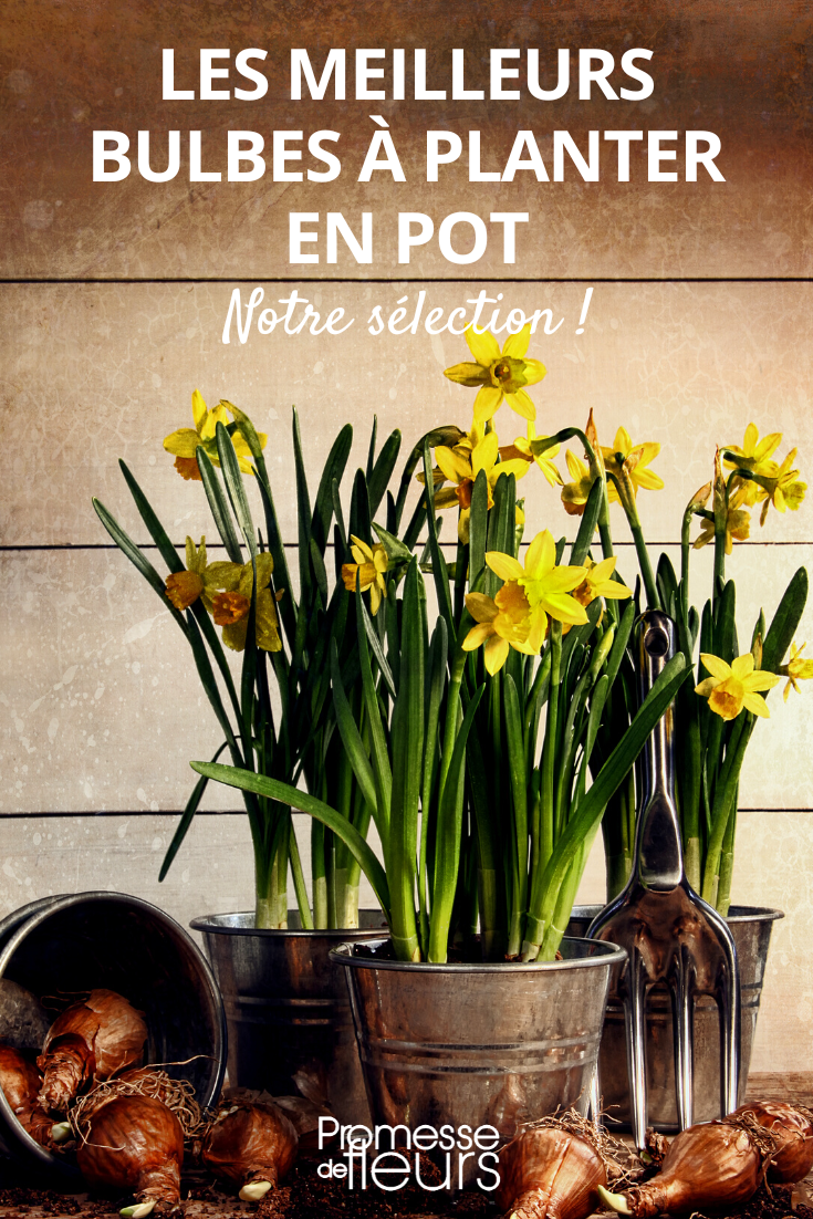 Bulb Plants for Pots, Planters, Containers