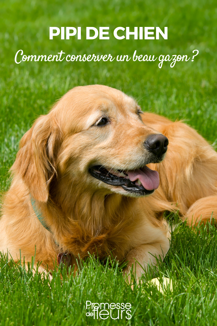 Short grass meadow and dog