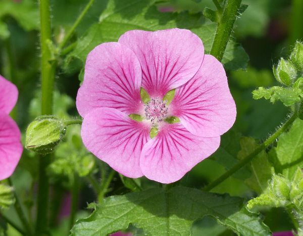 How to prune Anisodontea?