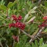 Pistachio Tree, Pistacia : Planting and Care