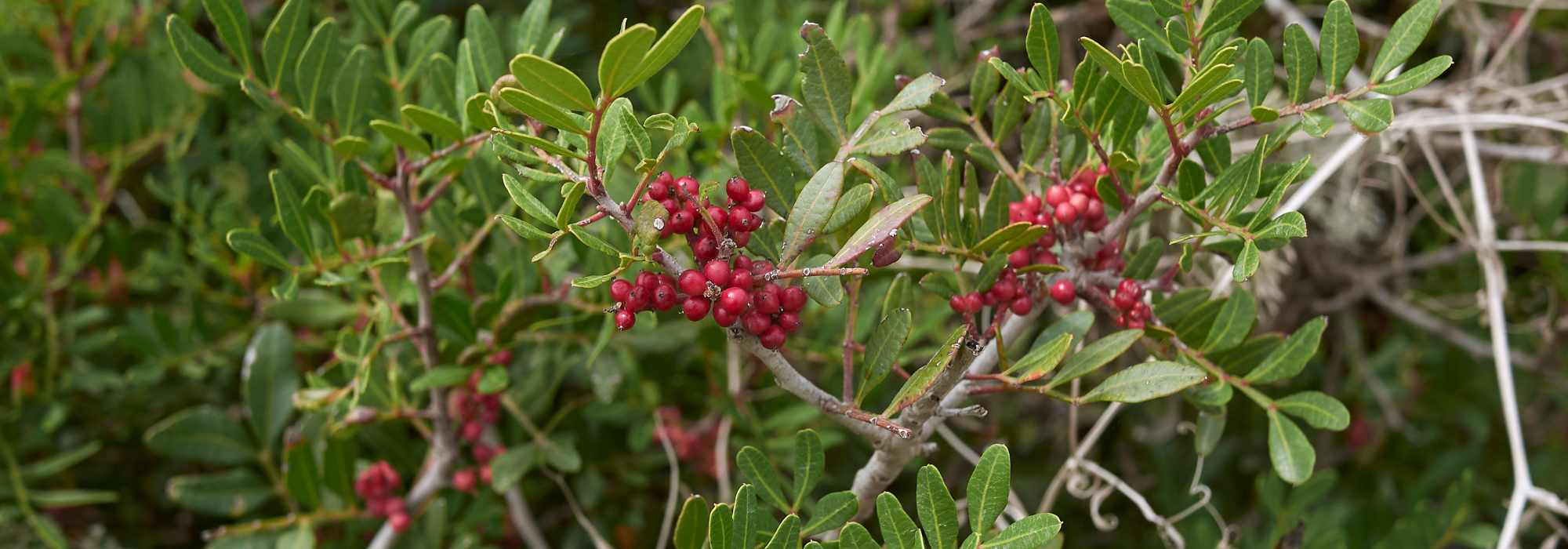 Pistachio Tree, Pistacia : Planting and Care