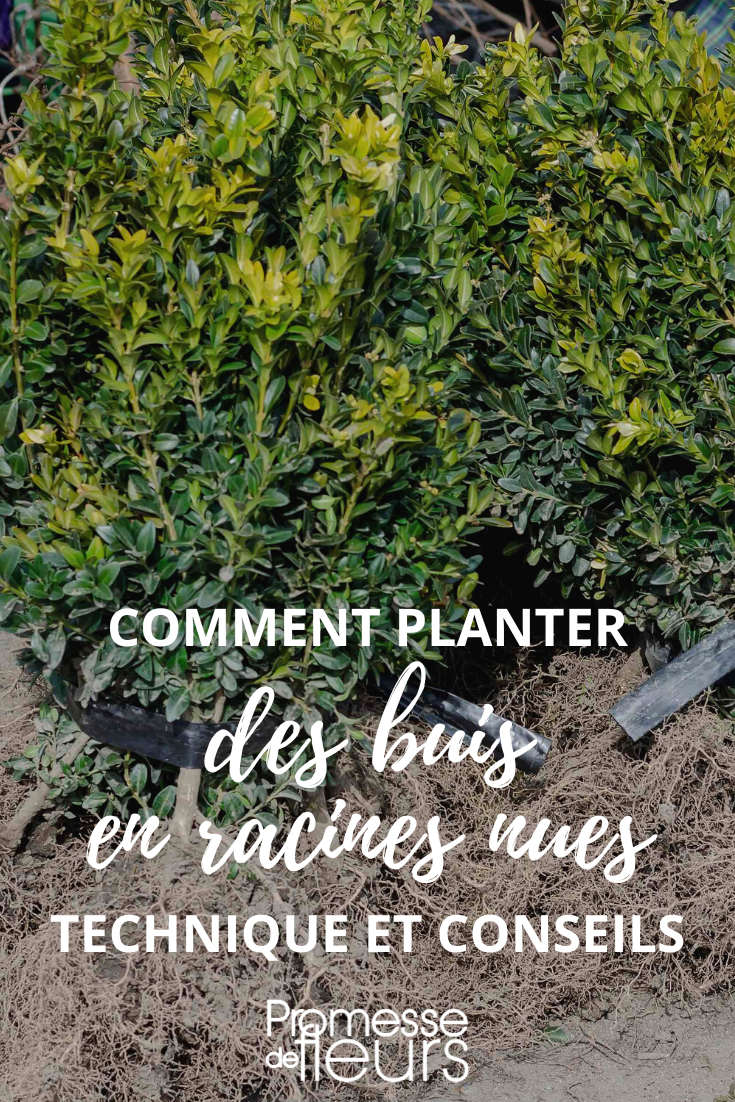 Planting Buxus in bare roots