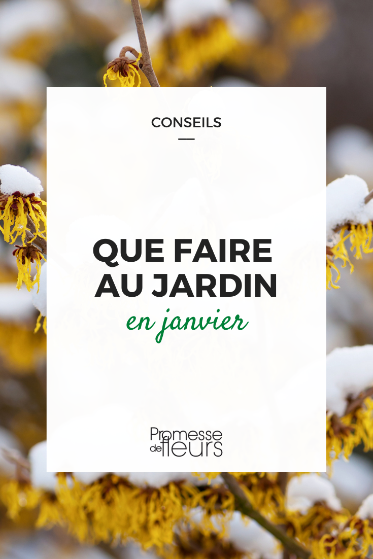 Gardening tasks for January