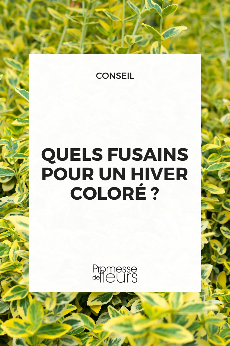 Euonymus japonicus 'Aureus' Japanese Spindle