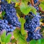 Grapevine pruning: an essential practice for abundant grapes