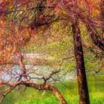 Taxodium: Planting, Cultivation, and Care