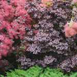 Pairing ideas with Cotinus