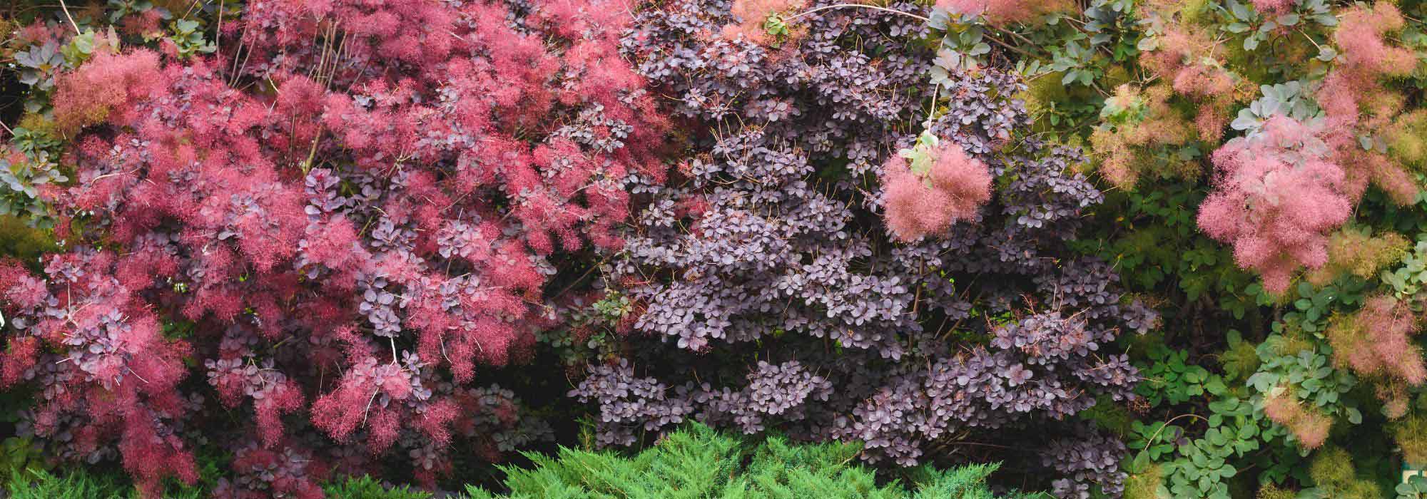 Pairing ideas with Cotinus