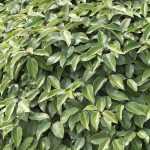 Pairing ideas with Eleagnus