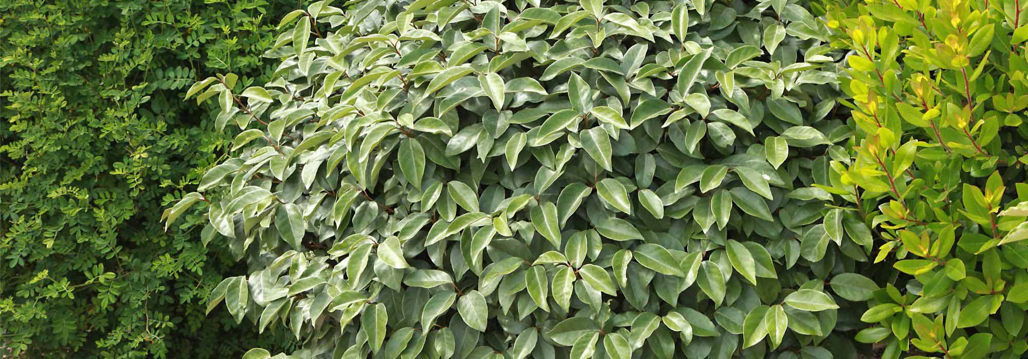 Pairing ideas with Eleagnus