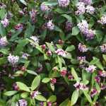 Pairing ideas with Daphne