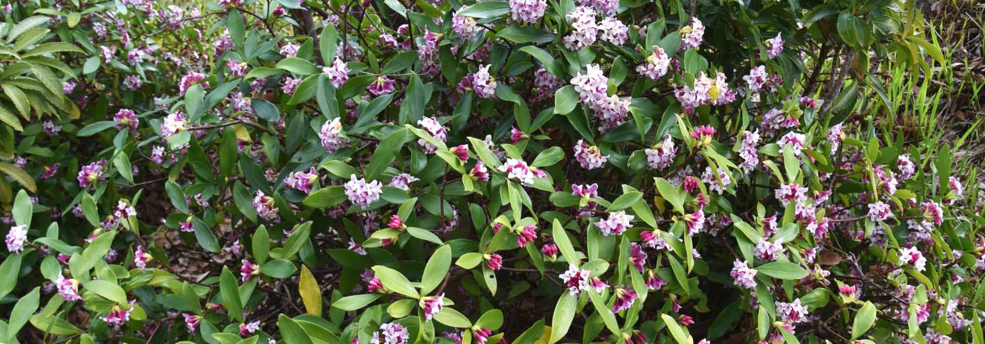 Pairing ideas with Daphne