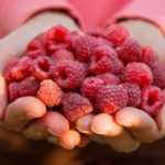 20 raspberry bushes put to the test: our top 5!