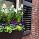 The best bulbs for pots