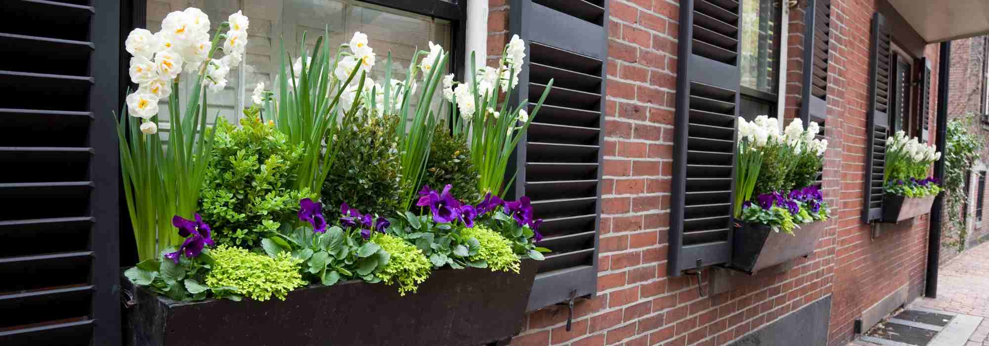 The best bulbs for pots