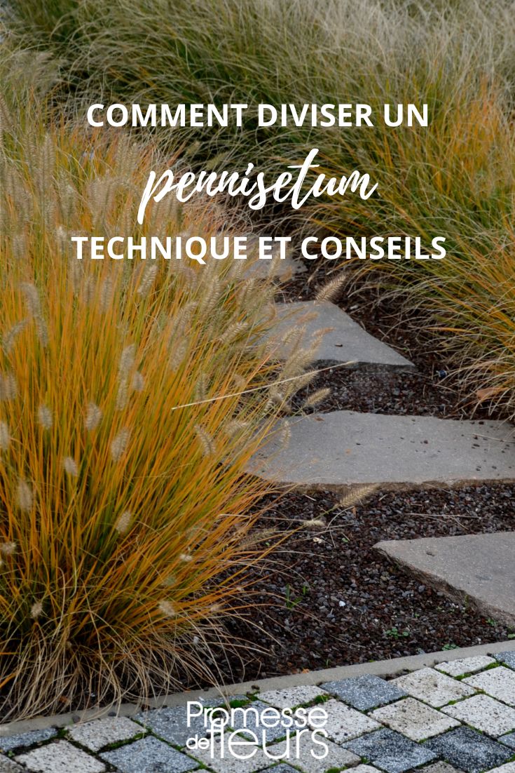 To divide a pennisetum, follow these steps:

1. **Prepare the plant**: Water the pennisetum a day before dividing it to ensure the soil is moist. This will make it easier to work with the roots.

2. **Dig up the plant**: Carefully dig up the pennisetum, making sure to dig a wide circle around the plant to avoid damaging the roots.

3. **Divide the plant**: Use a sharp spade or garden knife to divide the clump into smaller sections. Each section should have both roots and shoots.

4. **Replant the divisions**: Plant each divided section in a new location, making sure to water them well after planting to help them establish.

5. **Maintenance**: Water the newly divided pennisetum regularly, especially during the first few weeks after dividing, to help them settle into their new spots.

By following these steps, you can successfully divide your pennisetum and propagate it to create new plants.